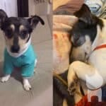 Gönüllüden acil Jack Russell terrier ücretsiz takip şartlı