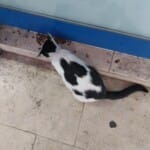 KEDİ SAHİPLENDİRİYORUM