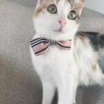 Kurabiye, pembe burunlu, yosun gözlü calico kedi