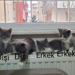 1 buçuk aylık cins kedi