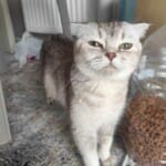 Yeni hamile scottish fold kedimizi sahiplendireceğiz