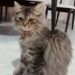 9 aylık british  longhair cins kedi