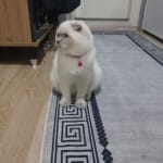 7aylık kızımıza yuva ariyoruz
