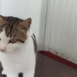 Minik kızın ailesi olurmusun