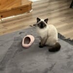 7 Aylık ücretsiz Dişi Blue Point Kedimiz