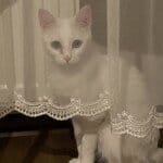Pamuk Kukimiz. Kısırlaştırılımış. Çok tatlı