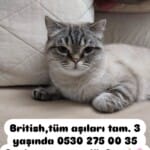 3 yaş güzel kızımıza yuva arıyoruz
