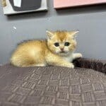 2 AYLIK GOLDEN BRITISH SHORT HAIR