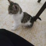 2 aylık minicik kedi yuva arıyor