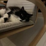 2.5 Yaşında Uysal Dişi Kedi Pafi’ye Sıcak Bir Yuva Arıyoruz – İstanbul