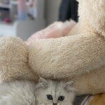 2 aylık british longhair disi
