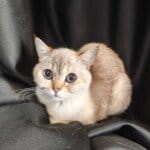 2 yaşında Beyaz British Shorthair