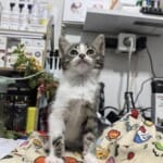 3 Aylık Prensesimiz Yuva Arıyor