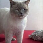 Duman