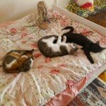 6 AYLIK KEDİLER