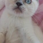 BeyaZ Masmavi British Shorthair 10 aylık cins kedime yuva