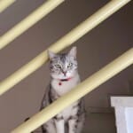 6 yaşında çok uysal dişi ücretsiz sahiplendirmek istiyorum
