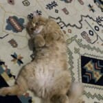 2,5 yaş Maine coon – sarman melez erkek