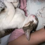 Kucak Delisi Oyuncu 7 Aylık Prenses Bebek