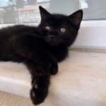 BİTTER SEVMEYEN VAR MII❓ŞANSI OLUR MUSUNUZ❓😻