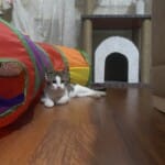 Bu Güzelliğe Bir Ömürlük Yuva Gerek 😻