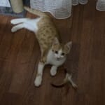 Birlikte Büyüyebileceği Bir Kalp Arıyor 🐾