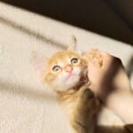 YAVRU KEDİLER
