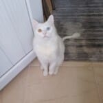 2 yaşındaki van cinsi erkek kedimizi sahiplendirmek istiyoruz.