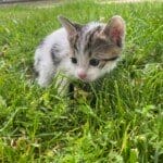 1 aylık yavru kedi ilanı