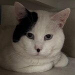 🖤 2 Yaşındaki Smokin Yakışıklımıza Güvenli ve SABİT Bir Yuva Arıyoruz 🤍