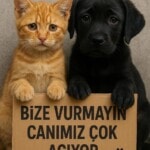 Karamel Yuva Ariyor. &Raquo; Ücretsiz Kedi &Amp; Köpek Sahiplenme İlanları Karamel Yuva Ariyor. &Raquo; Ücretsiz Kedi &Amp; Köpek Sahiplenme İlanları &Raquo; Miyavru.com