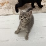 2 aylık yavrularımıza yuva