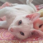 3-4 Aylık Beyaz Erkek Kedi Yuva Arıyor!